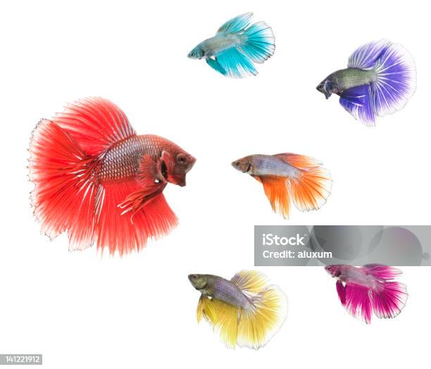 Variação De Peixe Betta - Fotografias de stock e mais imagens de Animal - Animal, Beta Splendens, Colorido