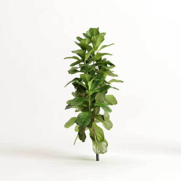 istock 3d illustration of ficus tree isolated on white background 1412219295