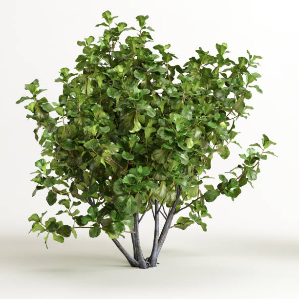 istock 3d illustration of ficus tree isolated on white background 1412219394