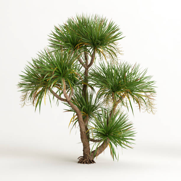 istock 3d illustration of dracaena tree isolated on white background 1412219575