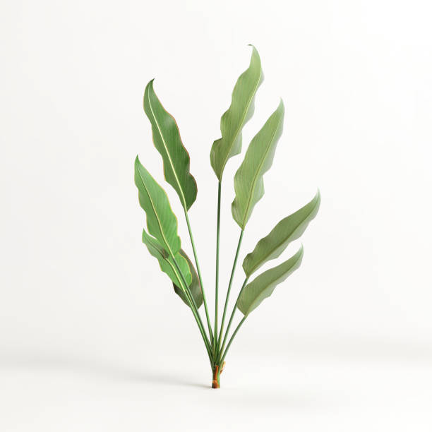 istock 3d illustration of heliconia tree isolated on white background 1412219643