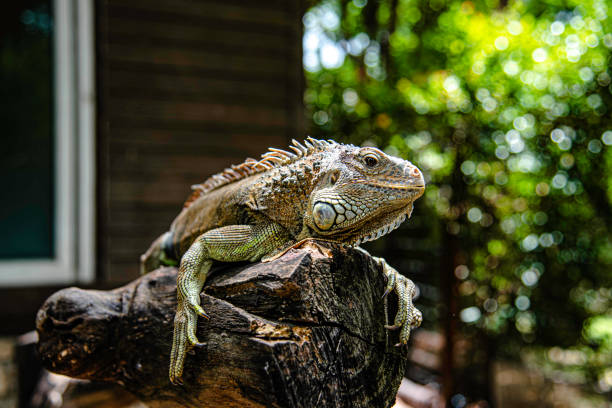 istock Iguana branches perched on a tree branch looking at tourists in Suan Phueng District Zoo, Ratchaburi, Thailand 1412219702