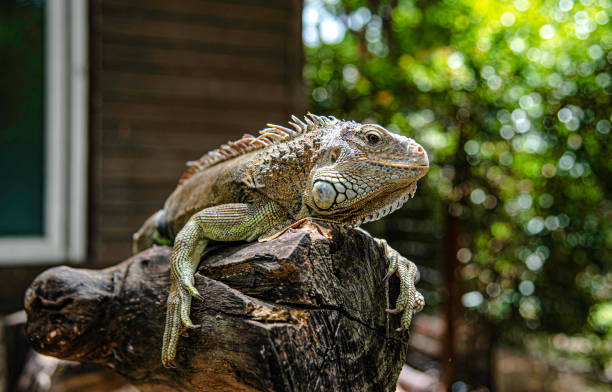 istock Iguana branches perched on a tree branch looking at tourists in Suan Phueng District Zoo, Ratchaburi, Thailand 1412219704