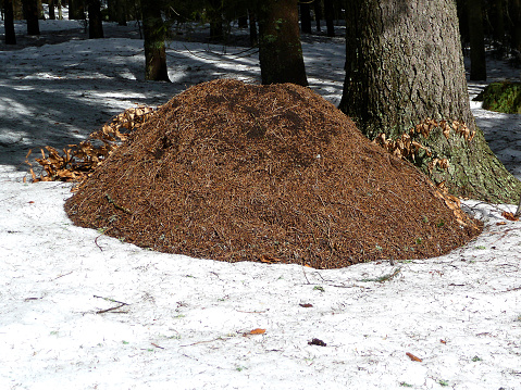 Huge anthill in forest, wintertime