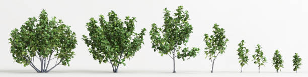 istock 3d illustration of set ficus tree isolated on white background 1412220248