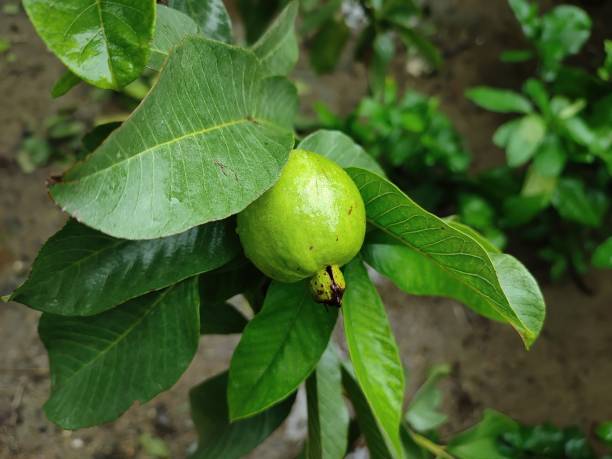 istock Closeup view of fresh guava fruit on a tree 1412220852