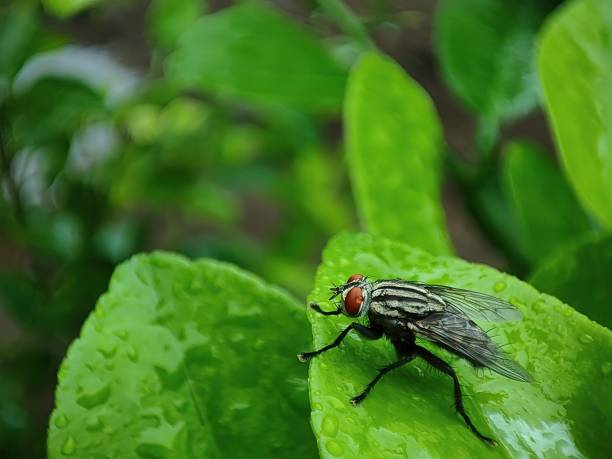 vista de cerca de una mosca doméstica en una hoja - close up animal eye flesh fly fly fotografías e imágenes de stock