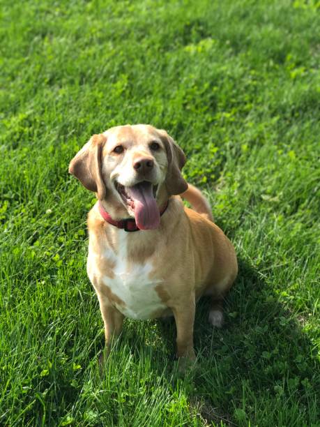 istock Happy Smiling Dog Sitting in Green Grass 1412221374