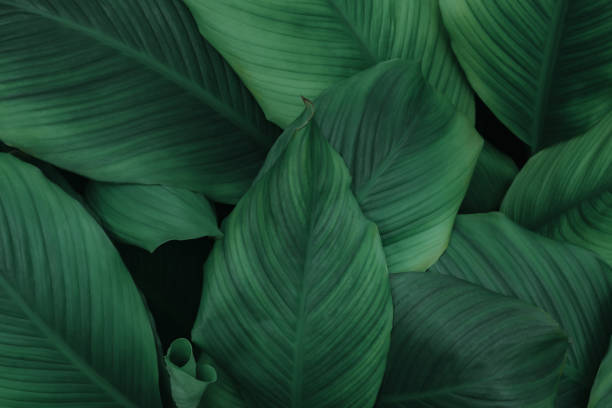 istock Dark green tropical leaf group background panoramic background concept of nature 1412221998