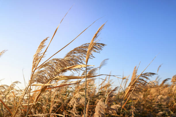 istock Dry reeds growing outdoors on sunny day 1412222958