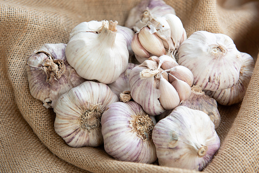Group of raw organic garlic bulbs in a bowl on sackcloth. Allium sativum. Useful as a background for cooking blogs. Healthy cooking ingredient from organic agriculture. Horizontal view.