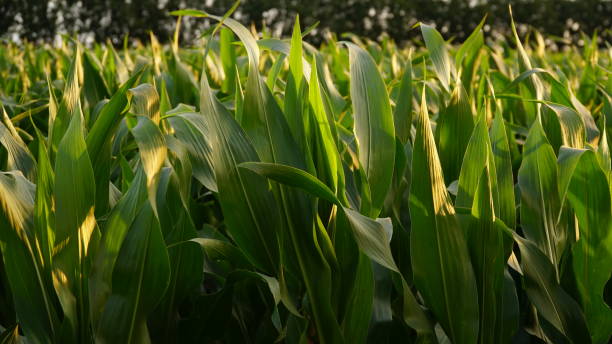istock Corn, corn sprouts cultivation on an industrial scale. Young corn plants in a cultivated field. Agricultural background of corn plantation. 1412223584
