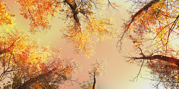 autumn trees from below, graphical autumn nature backdrop concept with copy space at the center of the picture