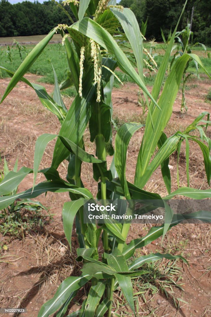 Engineer Stalk Corn Stalk Stock Photo - Download Image Now - Agriculture, Cereal Plant ...