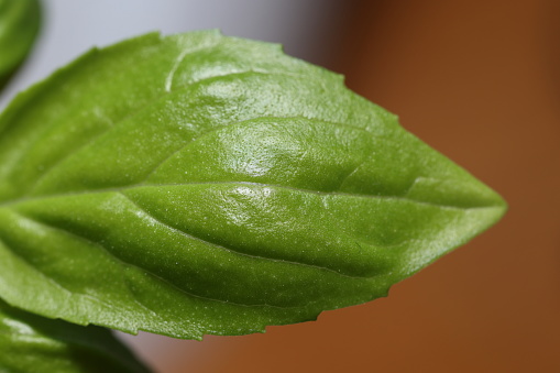 Fresh tiny Basil Leaf showing detail of veins