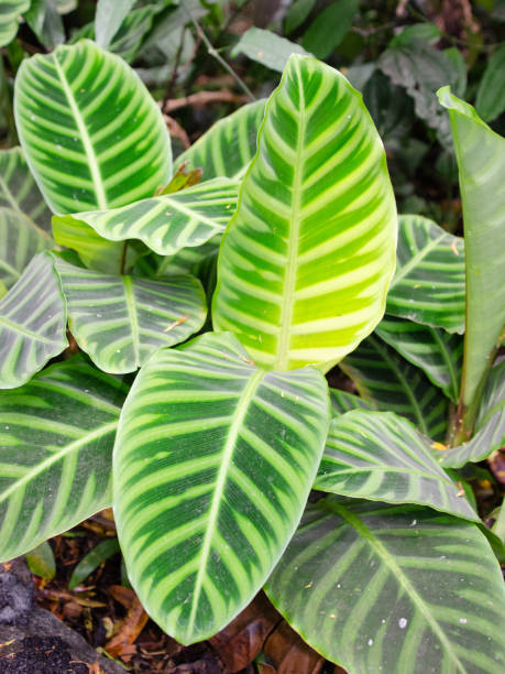 istock A zebra plant, its striking leaf pattern drawing the eye, grows in a garden in Hawaii. 1412229615