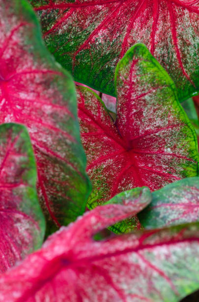 istock Red and green caladium leaves filling the frame. 1412229659