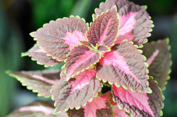 istock Plectranthus scutellarioides or Coleus, Painted nettle or red leaf 1412230237