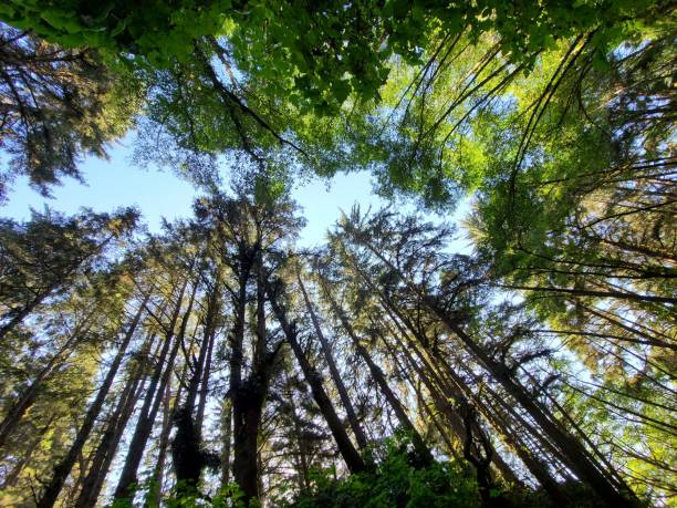 istock Tree Tops in Northern California 1412231090