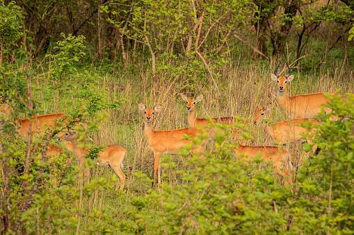 Wild life Animals in Mole National Park, the largest wildlife refuge of Ghana, Western Africa