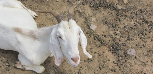 istock Goats in a farm environment in Brazil 1412231241