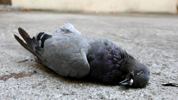 dead pigeon stock photo