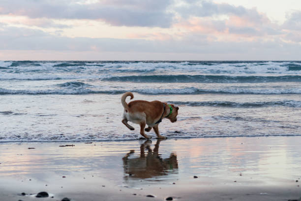 istock Labrador retriever on the beach 1412234925