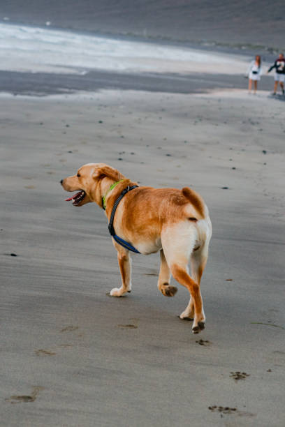 istock Labrador retriever on the beach 1412235020