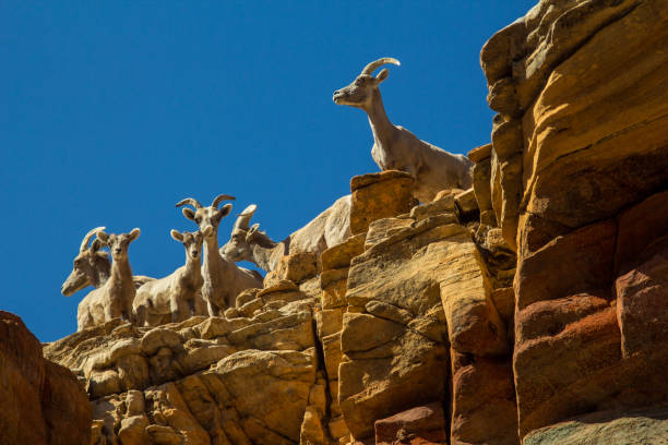 Four female bighorn sheep (Ovis canadensis) on a bluff above a campground at Valley of Fire State Park, Nevada.  This herd has become acclimated to human presence and has learned to drink overflow water from a faucet in the campground at the state park.  Bighorn sheep originally arrived in North America across the Bering Sea Land Bridge from Siberia and occupy wild areas from western Canada through Baja California.
