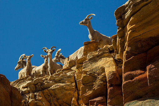 Family of big horn sheep looking at the camera in Zion National Park