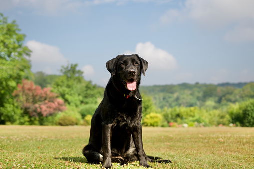 Black Flat coated Retriever dog standing on moss in forest. This file is cleaned and retouched.