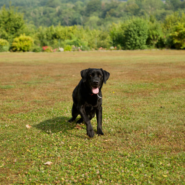 istock Sitting black dog on a beautiful garden 1412237124