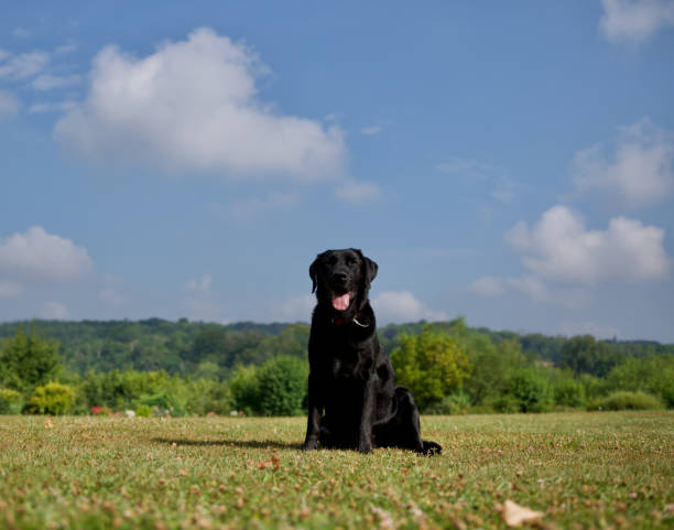 istock Sitting black dog on a beautiful garden 1412237126