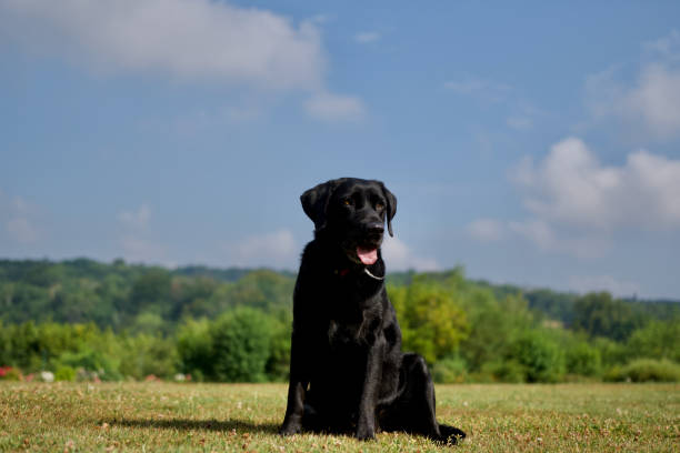 istock Sitting black dog on a beautiful garden 1412237151