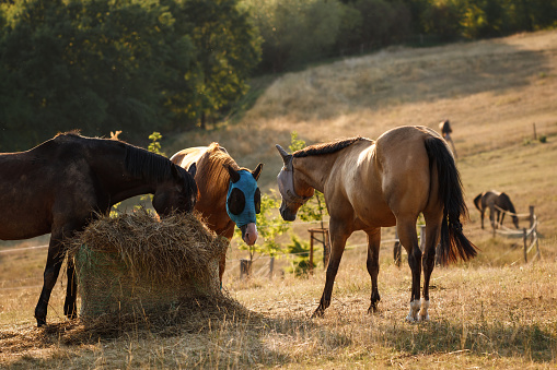 Herd of horses on pasture with fly cover protection at summer