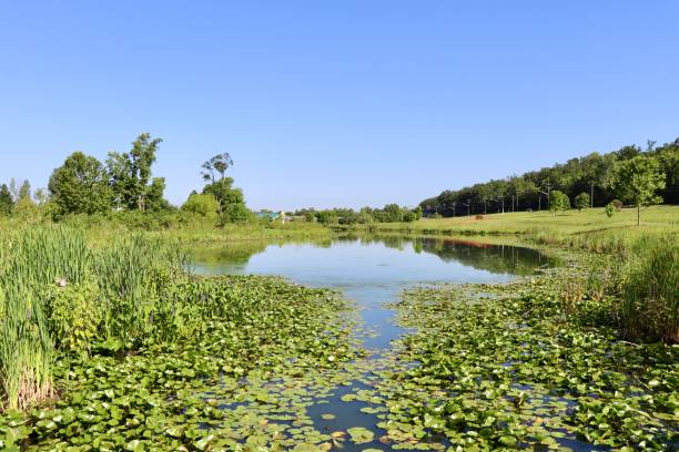 istock Pond in the Country 1412238307
