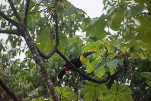 istock Toucan is resting on a branch in Costa Rica. 1412238493
