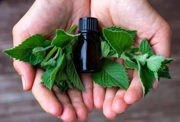 Peppermint essential oil. A dark (brown) glass bottle with mint essential oil and fresh mint in hands