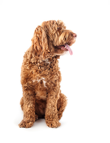 Dog looking to the side. Side profile of cute relaxed female Labradoodle dog with pink tongue sticking out and visible teeth. Selective focus on dog head.