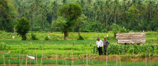 Hunganwela, Sri Lanka  July 19, 2014: Two farmers looking over ther crops