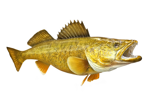 Walleye cut out on white background with Clipping Path.