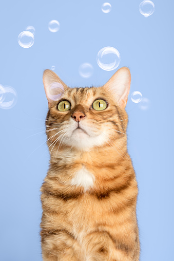 Bengal cat and soap bubbles on a blue background. Vertical shot.