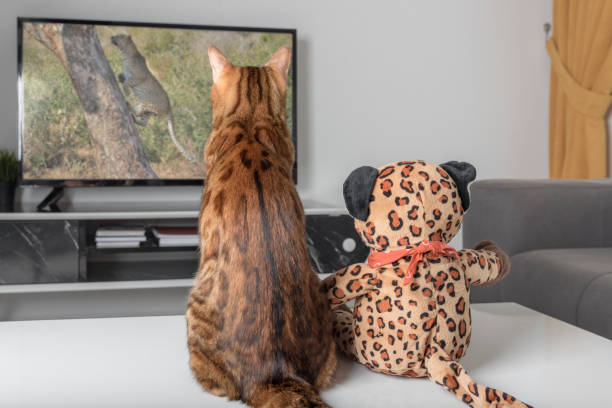 A Bengal cat is watching an animal program on TV.
