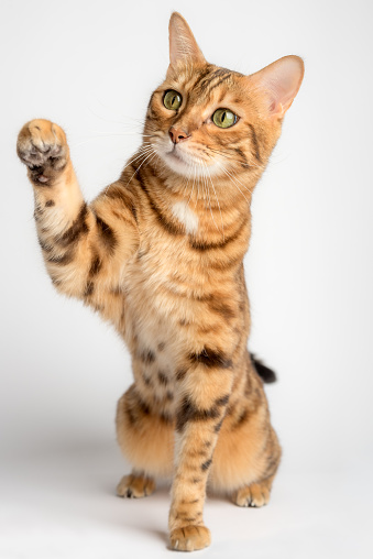 Bengal cat with raised paw on a white background. Vertical shot.