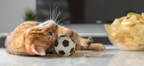 istock Bengal cat plays with a small soccer ball. 1412240557