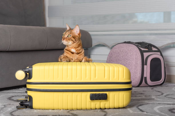 istock Cute bengal cat, suitcase and pet carrier indoors. 1412240692