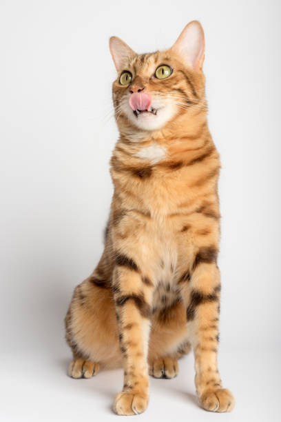 Licking Bengal cat in full length on a white background.