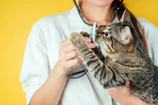 Photo of beautiful and domestic cat on the hands of a female veterinarian on a yellow background. concept of health of domestic animals