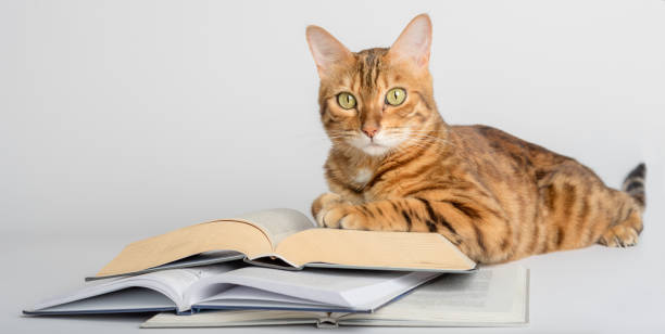 istock Smart Bengal cat and books on a white background. 1412241144