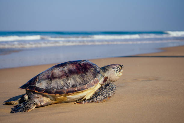 istock Sea turtles on the beach copyspase 1412241964